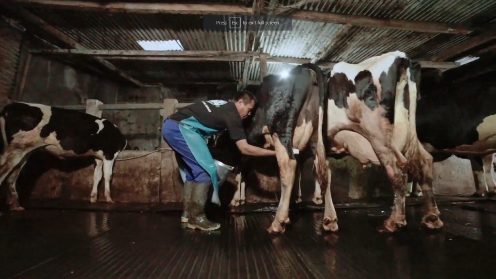 Perkuat Ketahanan Pangan, Greenfields Bangkitkan Kiprah Peternak Sapi Perah Lokal