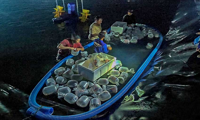 STP Pasok Benur Udang Vaname untuk Shrimp Estate Indonesia
