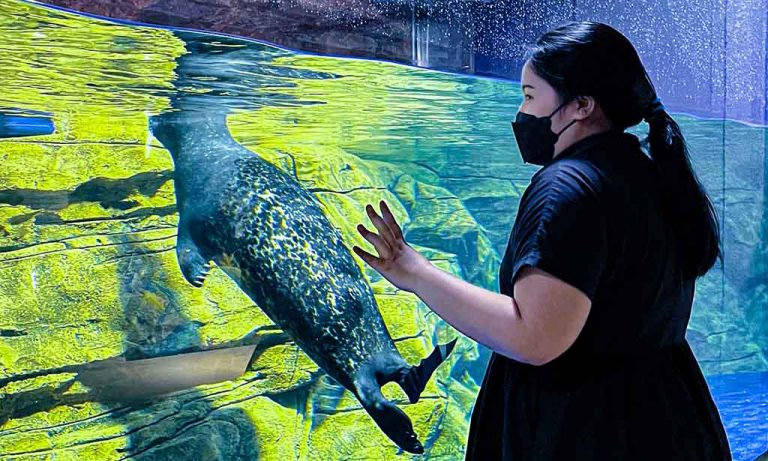 Seal-iously Adorable Jakarta Aquarium & Safari_3